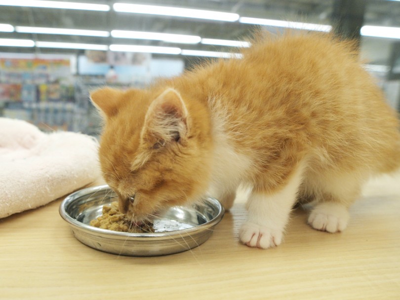 4. ご飯を食べる場所を変える | わんこ＆にゃんこが食欲が落ちたときにやりるべきこと4選 - 梅島店