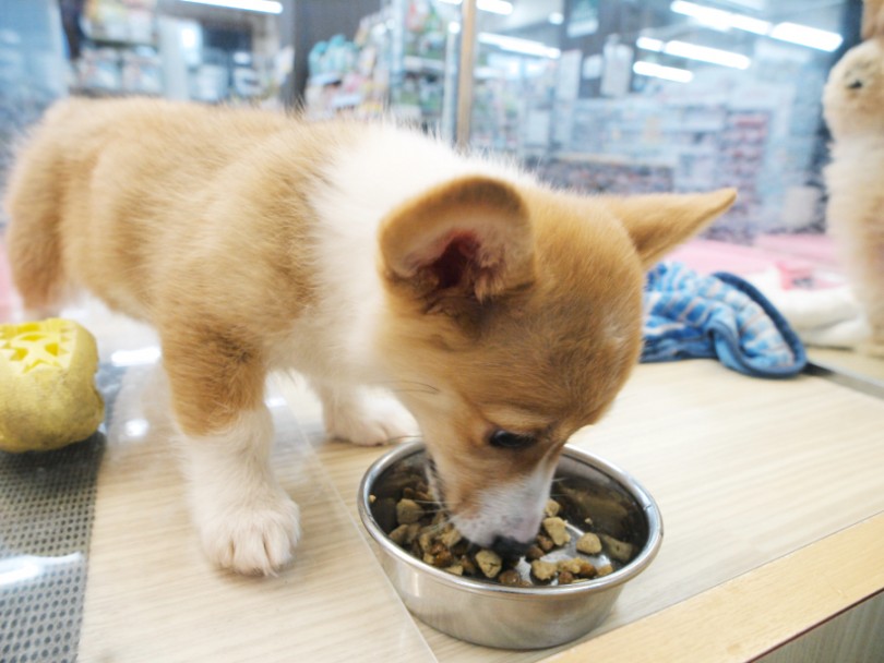 2. フードの形状・食感を変える | わんこ＆にゃんこが食欲が落ちたときにやりるべきこと4選 - 梅島店