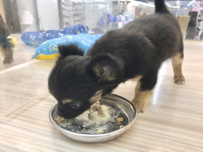子犬の食欲は凄い 10秒で完食 | チワワ （914522） - 志村坂下店