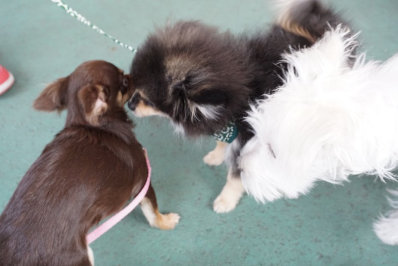 パピー教室終了後のお遊びタイム♪ | 子犬の勉強 アニコム協力パピー教室 - 大倉山店