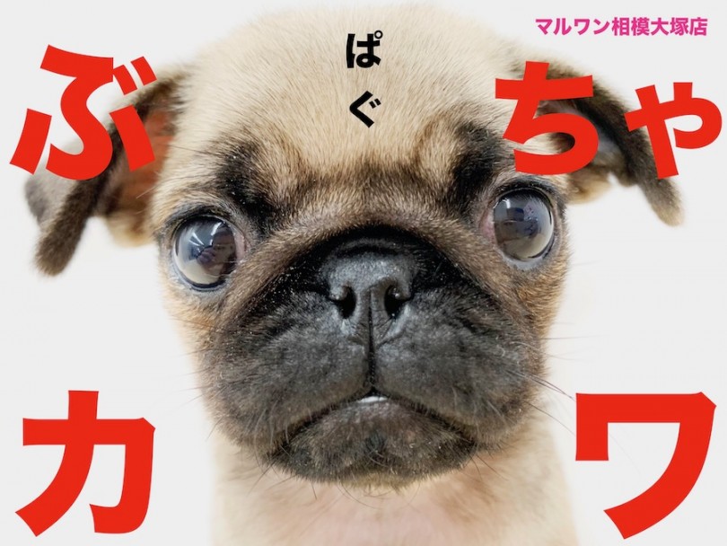 【 パグ 】表情豊かな、ぶちゃカワ犬！お顔の手入れのポイント紹介！