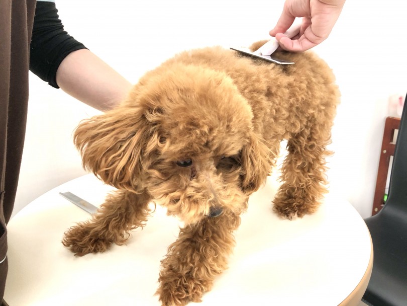 子犬のブラッシング | トイ・プードル （512605） - 本羽田店