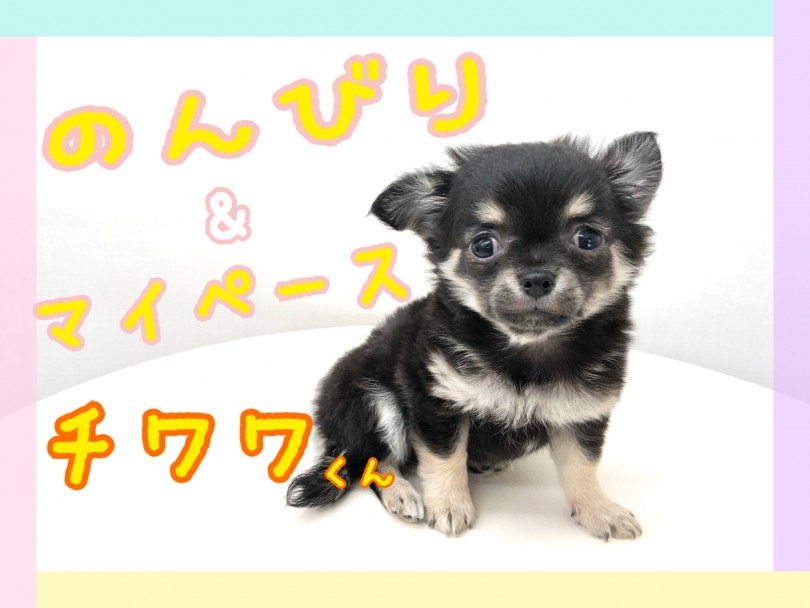 【 チワワ 】のんびりマイペースボーイ