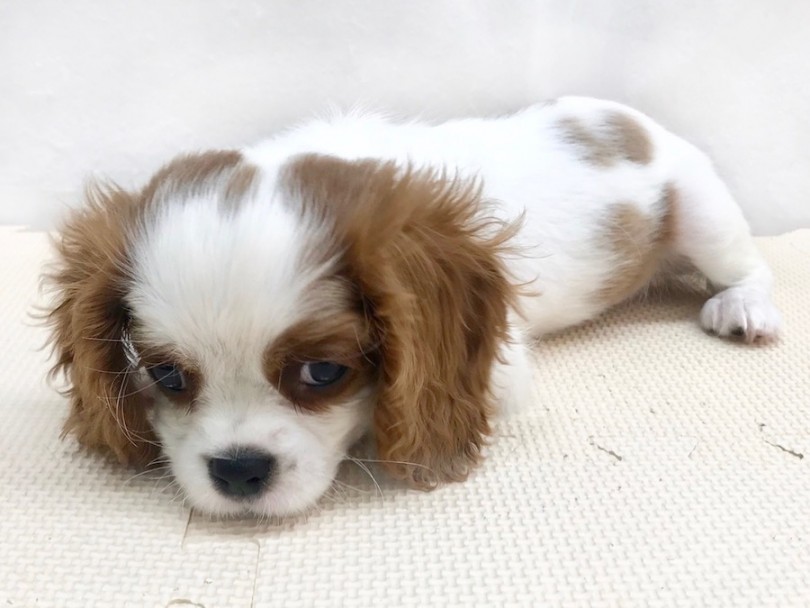 初めてワンちゃんと生活する方でもお迎えしやすい犬種 | キャバリア・キングチャールズ・スパニエル （120228） - 今宿店