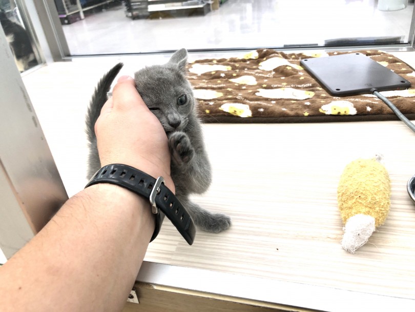 自分から手にスリスリ | ロシアンブルー （512636） - 本羽田店