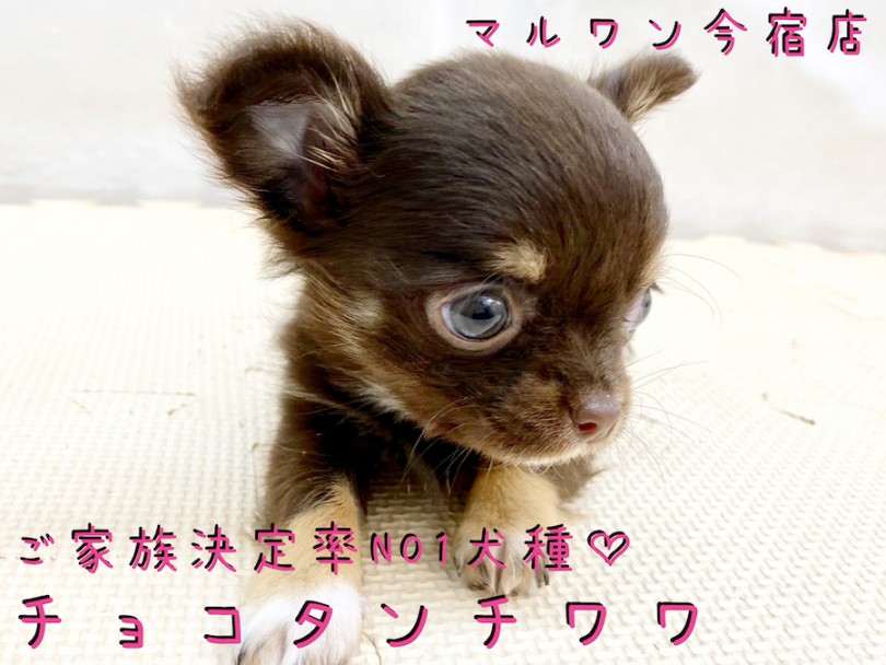 【 チワワ 】ご家族決定率NO1犬種！小さめ・チョコレートカラーのイケメン登場！