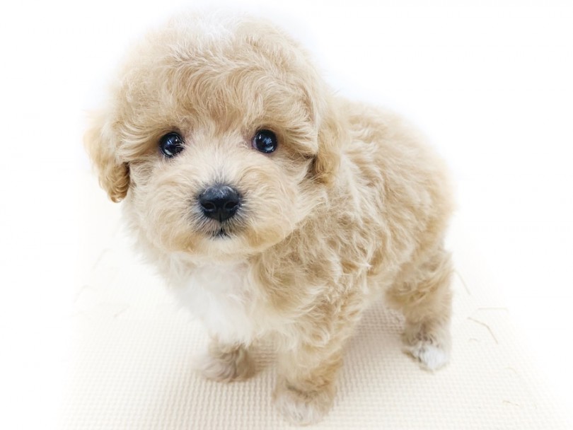 チャームポイントは頭頂部・胸元・足先に入ったホワイトの被毛 | MIX犬 （814584） - 相模大塚店