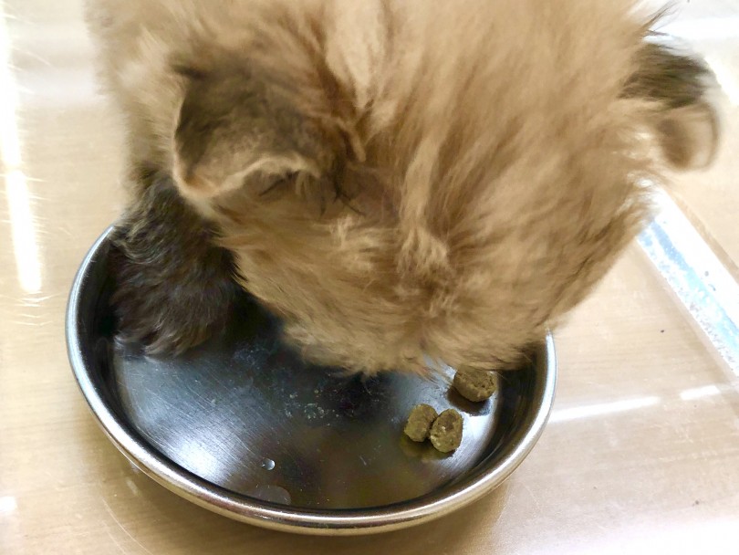 食欲旺盛であっという間に完食！ | MIX犬 （118416） - 城山店