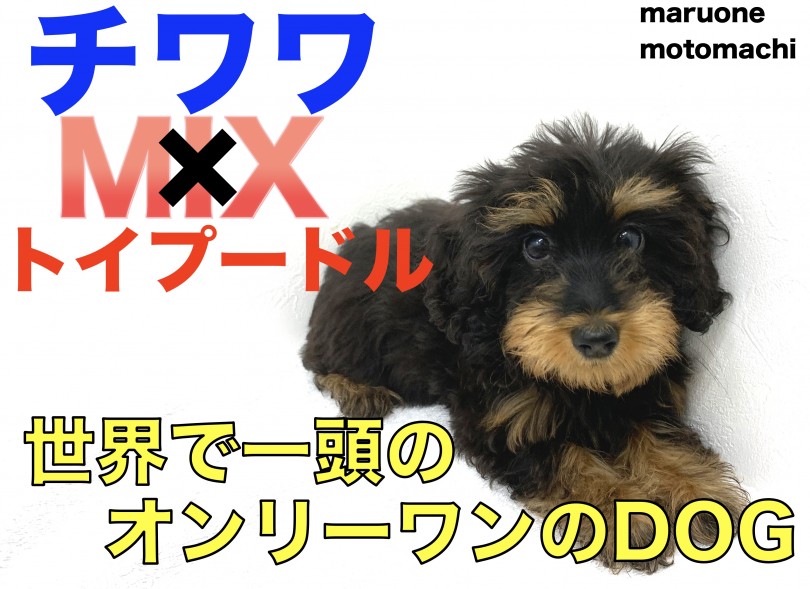 【 MIX 】愛嬌抜群チワプーちゃん！容姿も被毛も全てがオンリーワン！