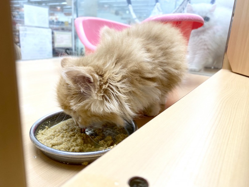 現在は1日3回ふやかしフードを潰した物を食べています | ラガマフィン （118419） - 城山店
