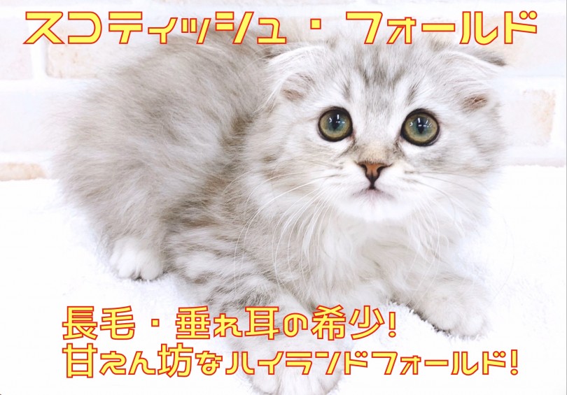 【 スコティッシュフォールド 】長毛・垂れ耳！甘えん坊なハイランドフォールド！