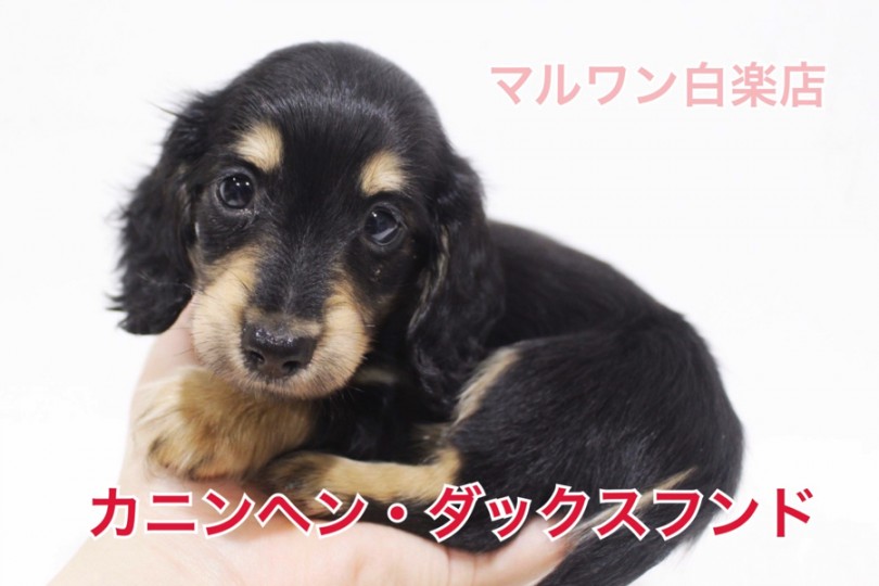 【 カニンヘンダックス 】生後83日で体重900g！抱っこの基礎もご紹介！