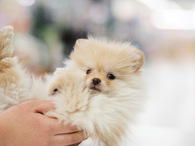 スペシャル3回食コースでお留守番もできちゃいます | ポメラニアン （119204） - 梅島店