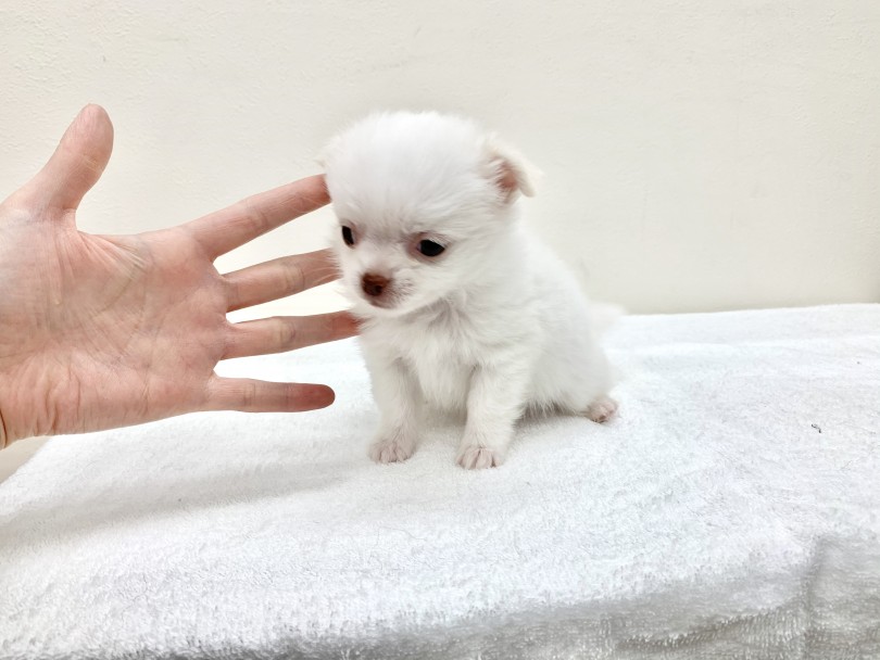 成犬時の体重は1.5~3.0㎏と小さめ | チワワ （130196） - 高井戸店
