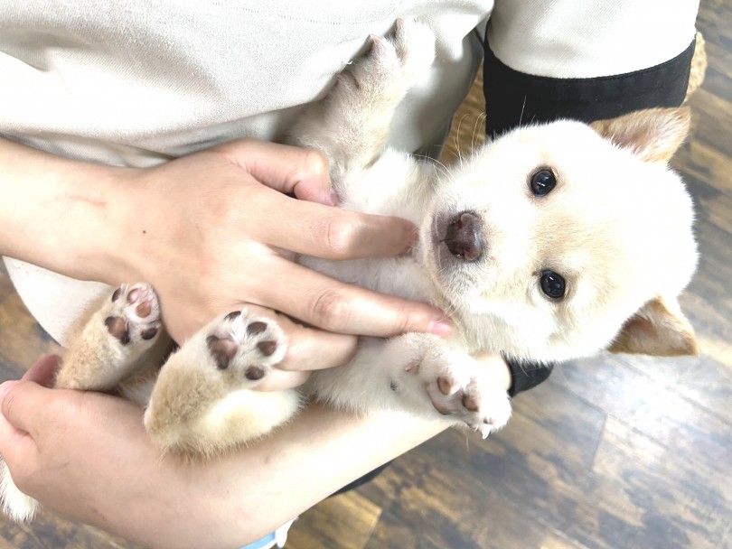 サイズの小さい豆柴ちゃんであれば抱っこも簡単 | 豆柴 （140371） - 横浜 元町店
