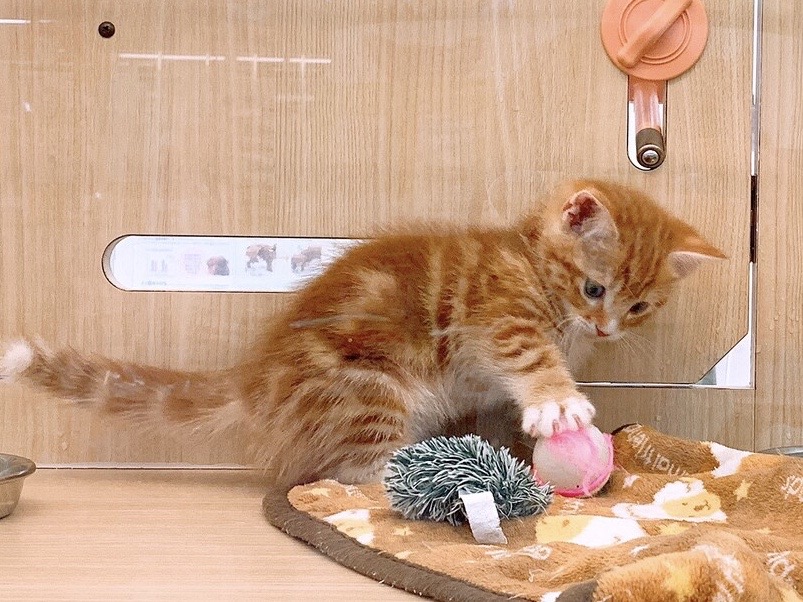 ボールタイプ | 猫のおもちゃ - お役立て情報
