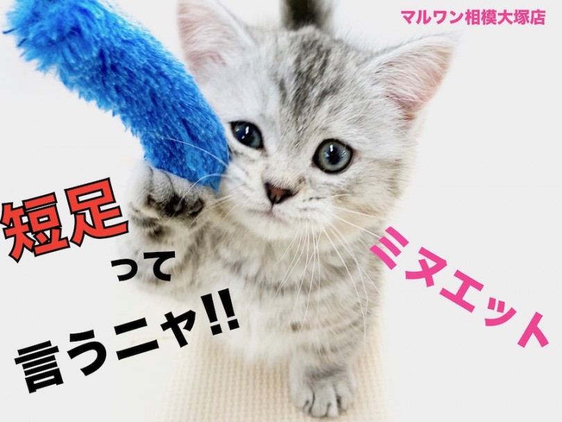 【 ミヌエット 】短足、猫パンチの威力はゼロ!?表情豊かなコミカルニャンコ！