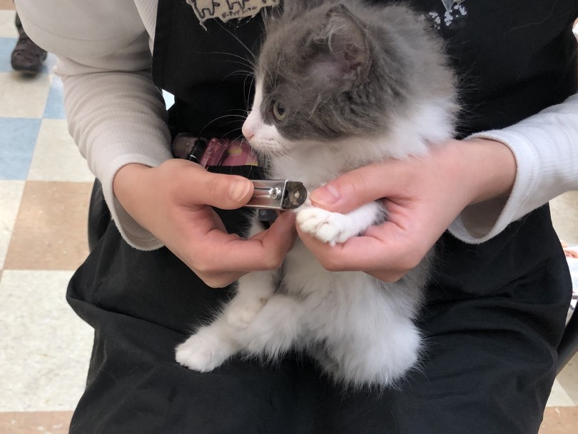 可愛いだけじゃない！お手入れだって得意です！ | ノルウェージャンフォレストキャット （118414） - 城山店