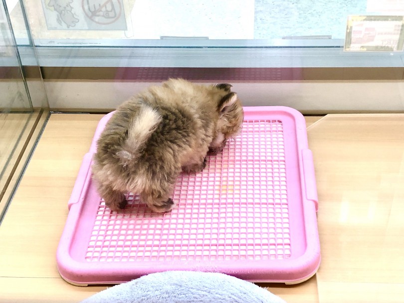 おトイレもバッチリ | MIX犬 （118416） - 城山店