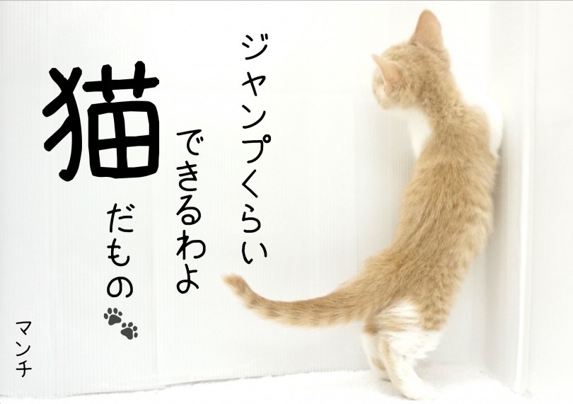 足が短くてもジャンプ出来ます！ | マンチカン （713683） - 鶴見店