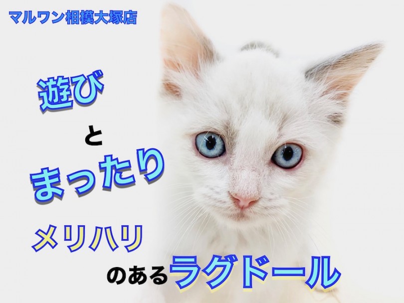 【 ラグドール 】警戒心ゼロ！ブルーアイの癒し系猫と遊べばセロトニンが溢れ出す！