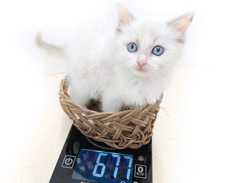 生後54日時点での体重は677g | ラグドール （814580） - 相模大塚店