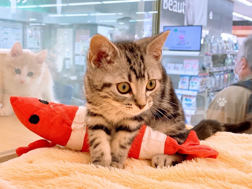 誤飲に気をつけて！！安全に遊ぼう！！ | 猫のおもちゃ - お役立て情報