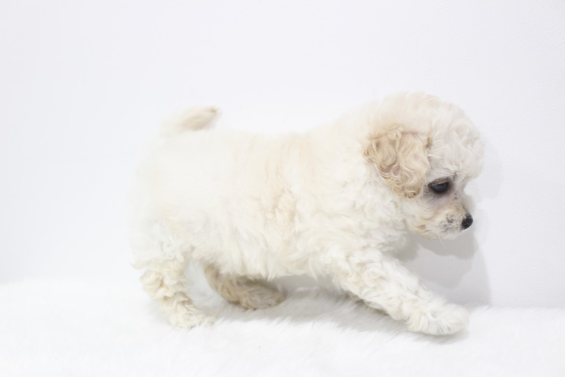 毛色はお母さんのホワイトとお父さんのレッドが合わさった見惚れてしまうクリーム色 | MIX犬 （11670） - 横浜 白楽店