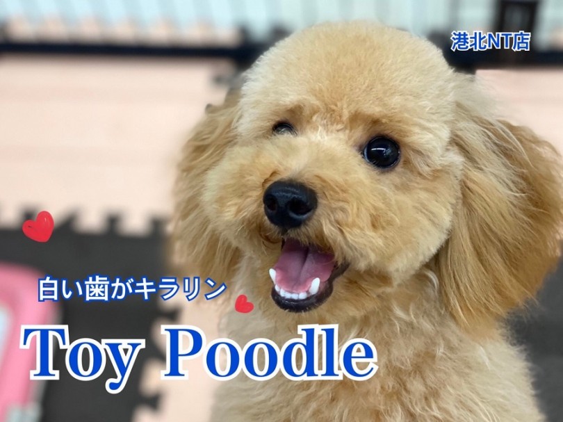 【 トイ・プードル 】NT店のフェミニンBoy♡紹介ブログ第2弾！