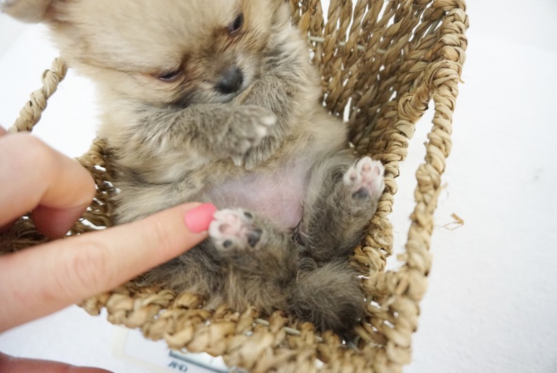 肉球が豆粒みたいなんです！ | MIX犬 （6130871） - 大倉山店