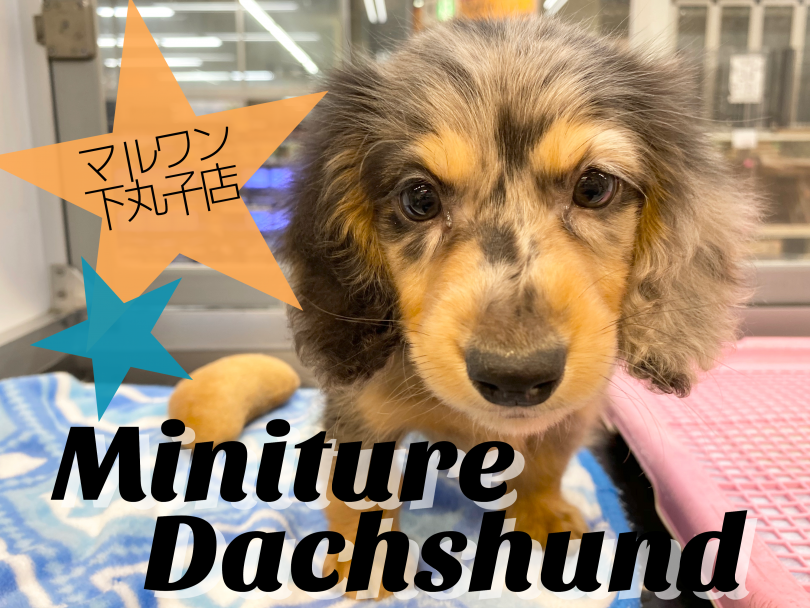 【 ミニチュアダックスフント 】人懐っこくて元気いっぱいな珍カラーのダックス！