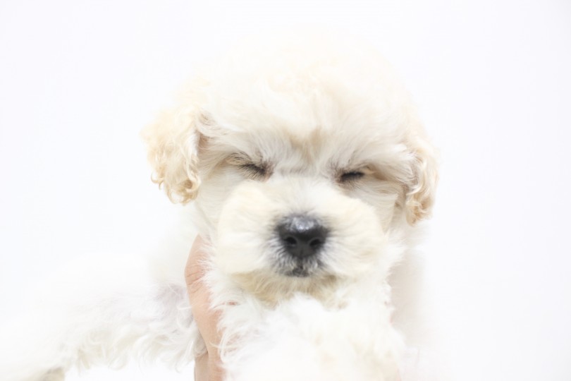 遊び疲れたペキプーちゃん | MIX犬 （11670） - 横浜 白楽店