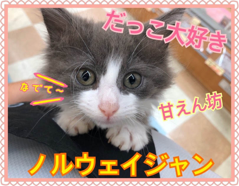【 ノルウェージャンフォレストキャット 】『撫でて～』とおねだりする甘えん坊猫