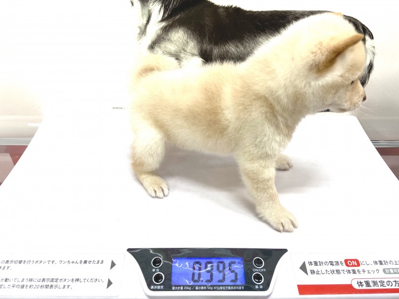 推定体重は4kg〜7kg | 豆柴 （140371） - 横浜 元町店