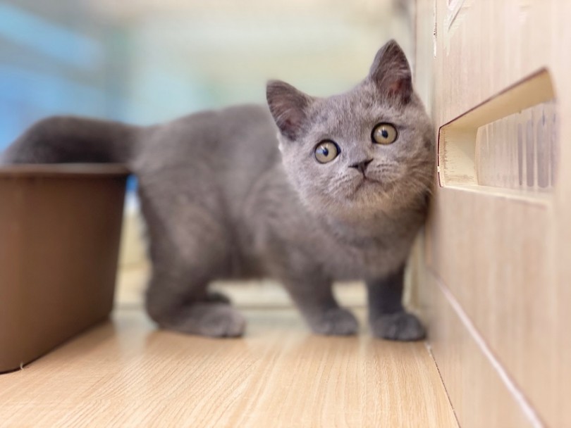 丸みを帯びた体は猫のテディーベア | ブリティッシュショートヘア （311918） - 港北ニュータウン店