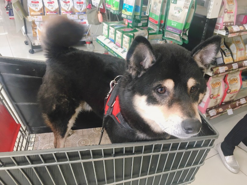 次郎くん家のお散歩の工夫 | 月刊柴犬 - 大倉山店