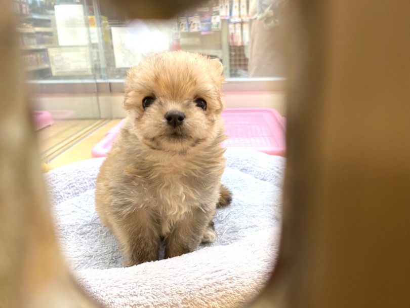 吸水口から撮った写真 | MIX犬 （118416） - 城山店