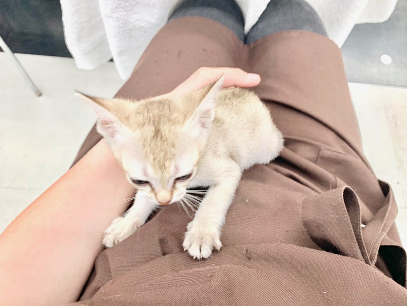 世界一小さい猫 | シンガプーラ （014298） - 東日暮里店
