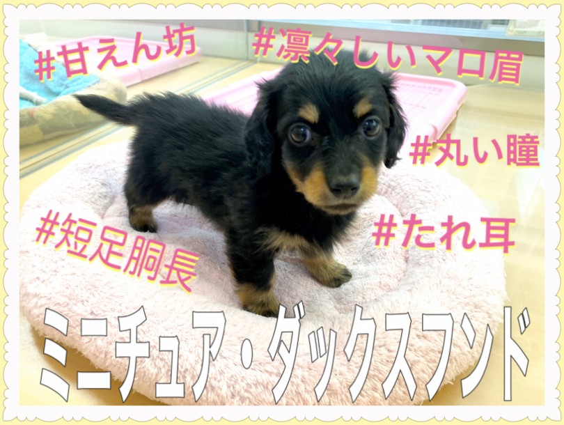 【 ミニチュアダックスフント 】城山店No.1の甘えん坊ダックス