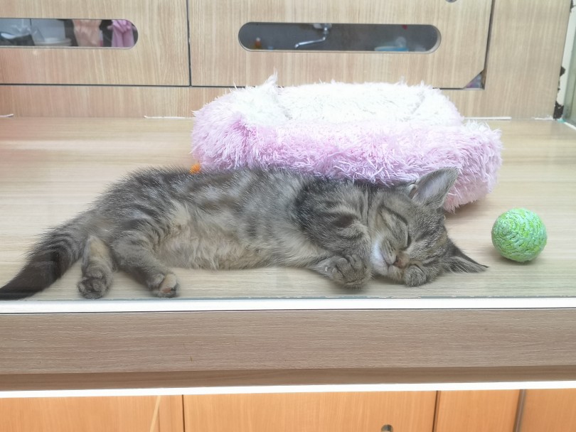 お留守番の間、ケージの中で快適に過ごしているみたい | マンチカン （412858）- さいたま 武蔵浦和店