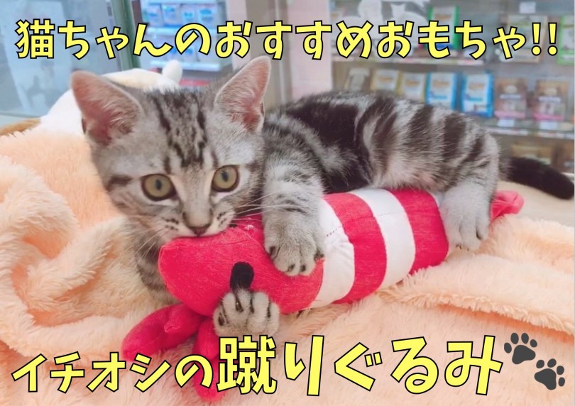 【 猫のおもちゃ 】運動不足やストレス解消に！イチオシおもちゃの蹴りぐるみ！