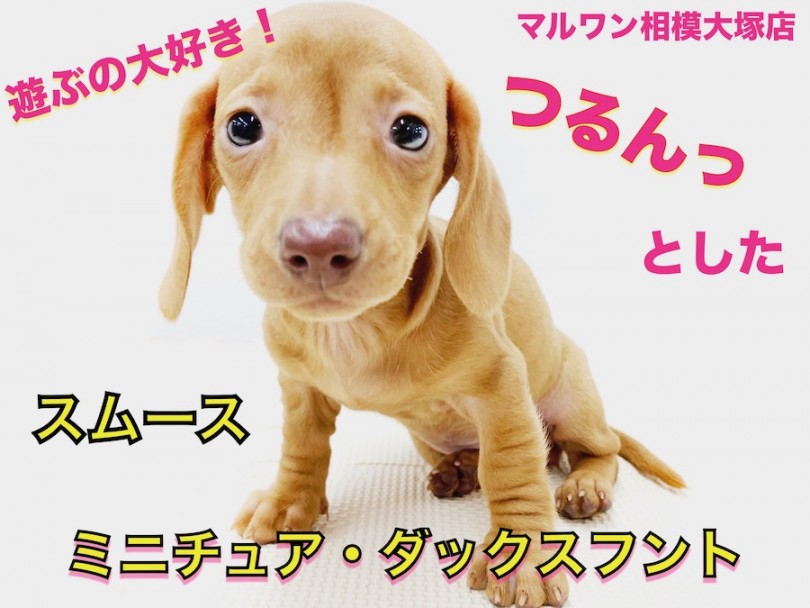 【 ミニチュアダックスフント 】スムースの魅力とは？ロングと一味違うポイント！