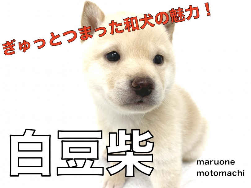 【 白豆柴 】小さくても和犬・柴！黒い瞳と白い被毛のコントラストを堪能しよう！