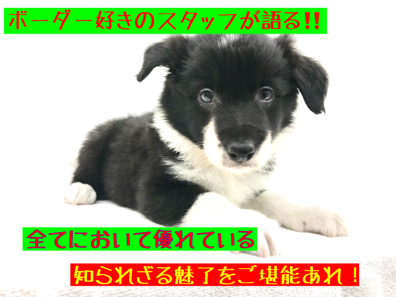 【 ボーダーコリー 】頭脳明晰！ボーダー子犬登場！その潜在能力に迫る！