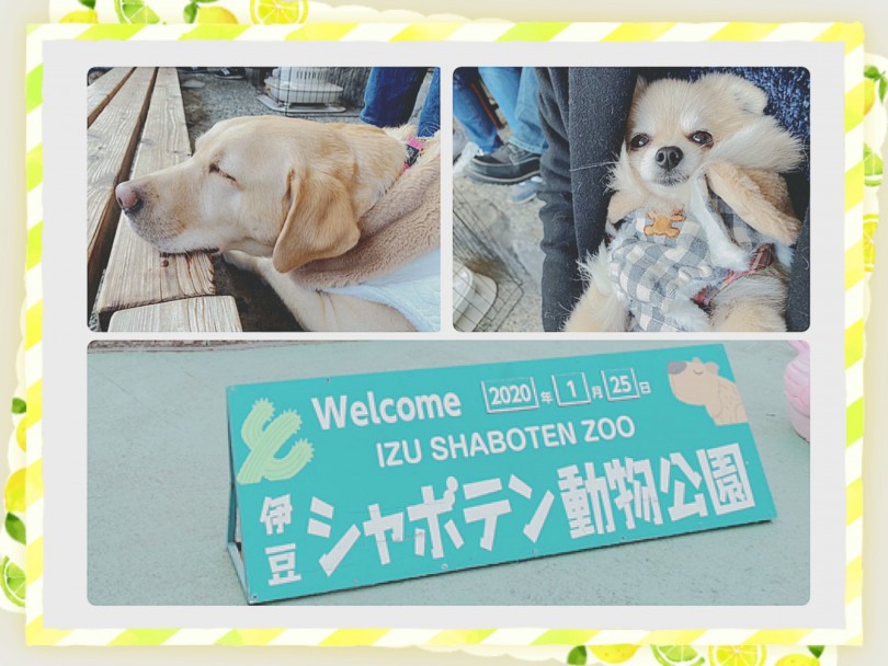 伊豆シャボテン動物公園 | おすすめWANスポット - ペットとの旅行