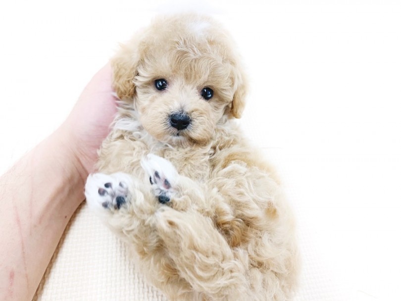 自分の身体と同じ位の大きさの手に対しても全く物怖じしない | MIX犬 （814584） - 相模大塚店