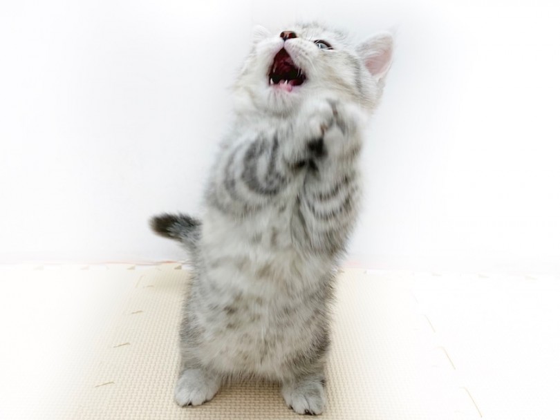 猫じゃらしが捕まえられなかった瞬間 | ミヌエット （814579） - 相模大塚店