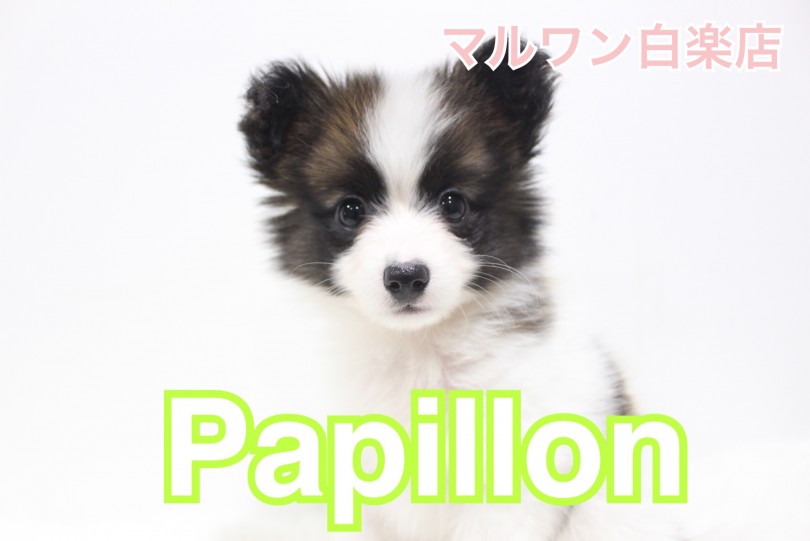 【 パピヨン 】大きなお耳がチャームポイント！おすすめトレーニングもご紹介！
