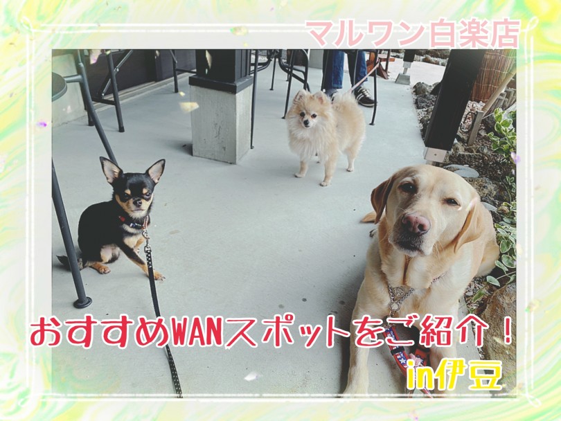 【 ペットショップ店員の小旅行 】おすすめWANスポットをご紹介！in伊豆