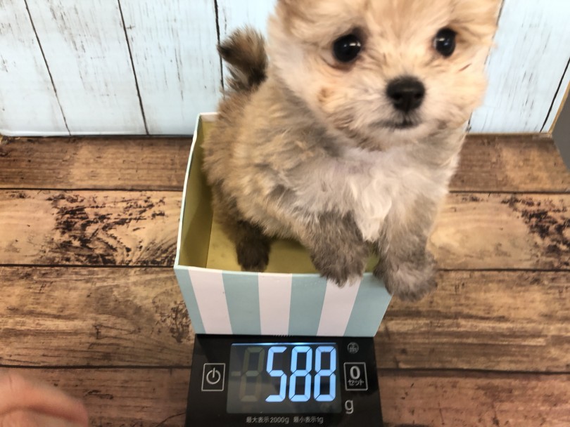 マルチーズとポメラニアンの子どもなので小型犬サイズ | MIX犬 （118416） - 城山店